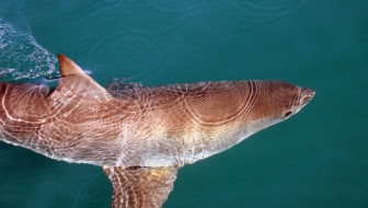 great-white-shark-capital-of-the-world-gansbaai-south-africa_960x450_crop_100